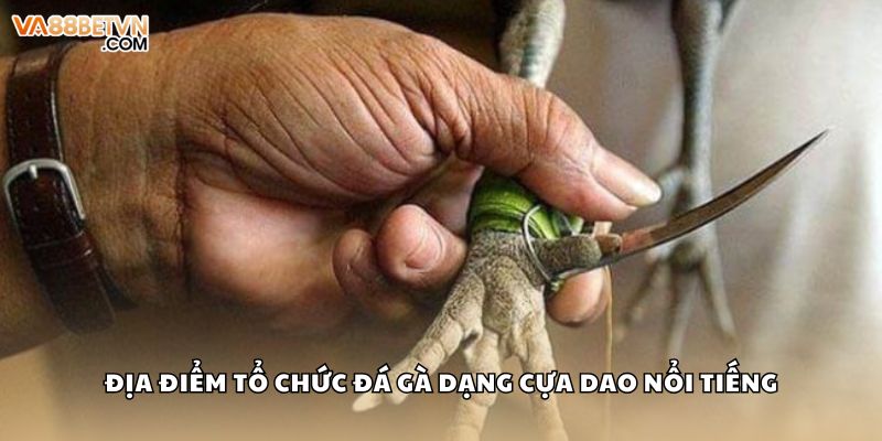 Địa điểm tổ chức đá gà dạng cựa dao nổi tiếng