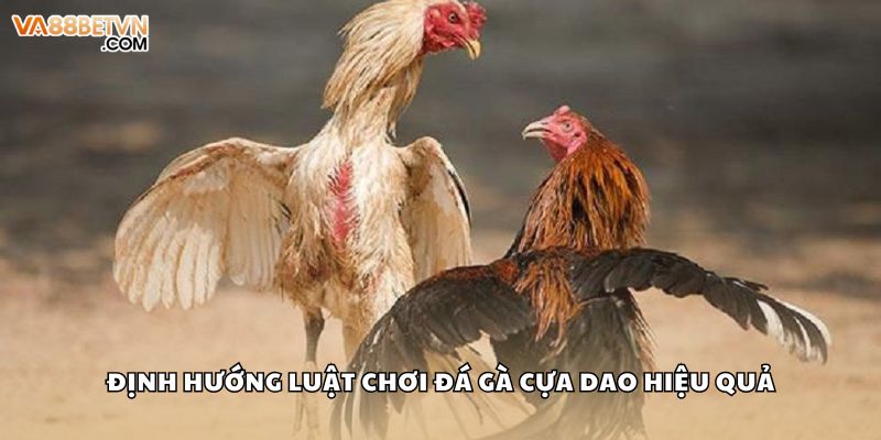 Định hướng luật chơi đá gà cựa dao hiệu quả